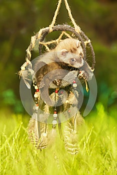 Seven weeks old ferret baby laying in hanged dreamcatcher photo