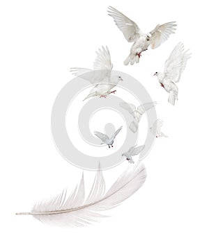 Seven white doves flying from large light feather