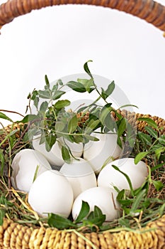 Seven white eggs with green branch in a wicker bascet on straw on white background