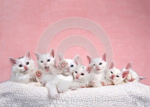 Seven white kittens in bed, one reaching out to viewer