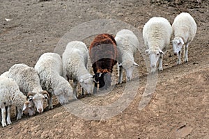Seven white and one brown sheep