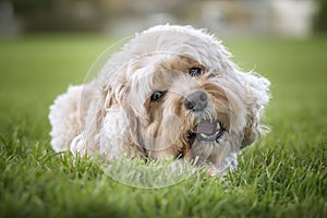 Seven year old Cavapoo laying on the grass with his stick very close up