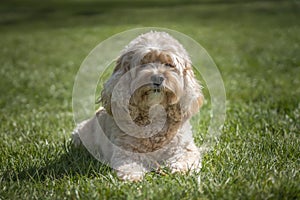 Seven year old Cavapoo laying on the grass looking at the camera