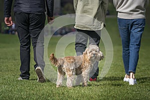 Seven year old Cavapoo looking back from his obscured owners