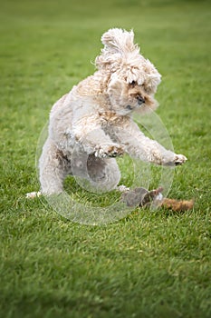 Seven year old Cavapoo playing with his toy squirrel