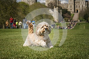 Seven year old Cavapoo playing on the Long Walk in Windsor
