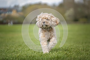 Seven year old Cavapoo on a run in the park