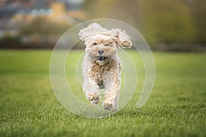 Seven year old Cavapoo on a run in the park