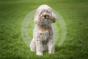 Seven year old Cavapoo sat in the park looking at the camera