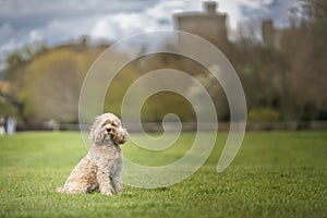 Seven year old Cavapoo sat in the park looking at the camera