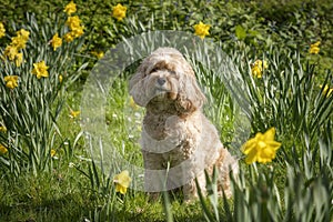 Seven year old Cavapoo sitting in the spring flowers