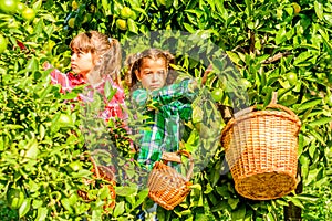 Seven year old girls picking clementines from her garden