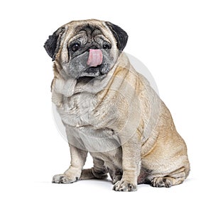 Seven Years old Pug dog sitting and licking itself, isolated on white