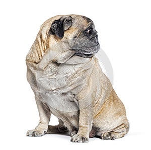 Seven Years old Pug dog sitting and looking away on its left, perfect profile head, isolated on white