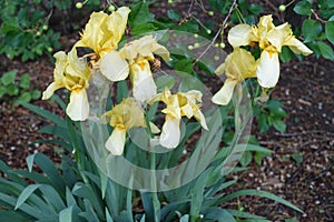 Seven yellow flowers of Iris germanica in May