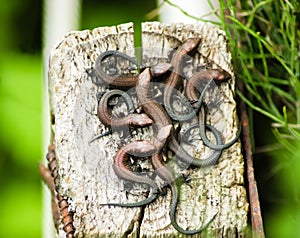 Seven young viviparous lizards on a wooden post