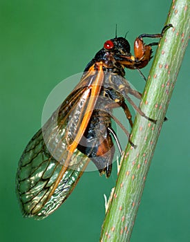 Seventeen-year Cicada Injecting Its Eggs