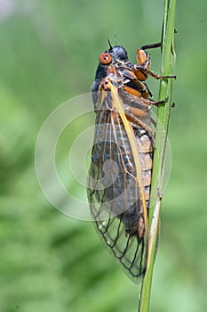 Seventeen Year Locust