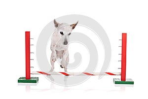 Seventeen year old Jack Russel dog jumping agility