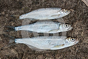 Several ablet or bleak fish on the natural background.