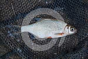 Several ablet or bleak fish, roach and bream fish on the natural