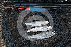 Several ablet, roach and bream fish on fishing net. Fishing rod