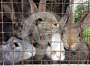 Several adult rabbits in a cage with metal bars, farming.