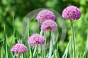 Several Alium flowers in the meadow photo