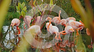 Several amazing pink flamingos graze in the swamp