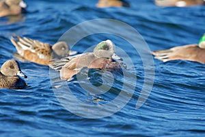 Several American Widgeon swim in choppy blue water in morning sun in sea