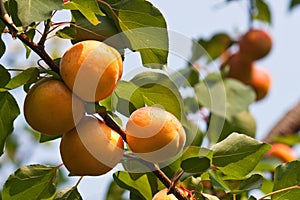 Several apricots on a branch