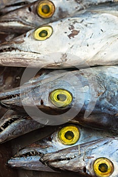 Several asian ribbon fish