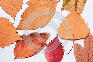 Several autumn leaves, red and yellow, on a white background