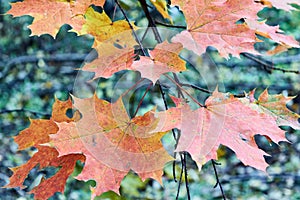 Several autumn maple leaves red and yellow on a tree branch.