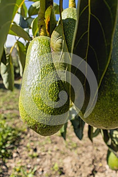 Several avocados hanging from its tree, known as Persea americana Mill. belonging to the Lauraceae plant family