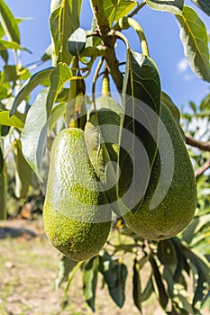 Several avocados hanging from its tree, known as Persea americana Mill. belonging to the Lauraceae plant family