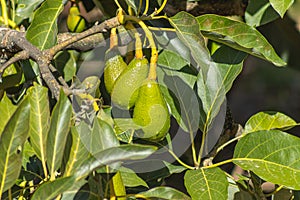 Several avocados hanging from its tree, known as Persea americana Mill. belonging to the Lauraceae plant family