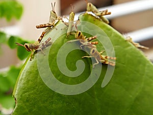 several baby green grasshoppers on a leaf