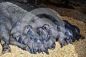 Several baby pigs feeding from a mother pig