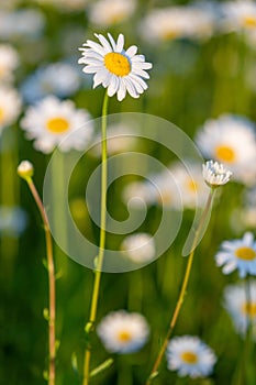 Several beautiful camomiles on wild meadow