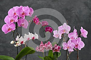 Several beautiful Phalaenopsis orchid flowers. Some gorgeous Orchidea flowers. Home Orchis garden photo