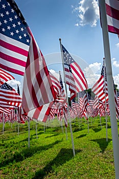 Several beautiful United States of America national flags wave in the wind in a green field.