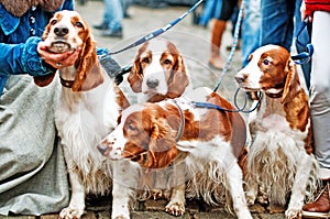 Several beautiful young English Cocker spaniels. The color is white-red. Age 1 year