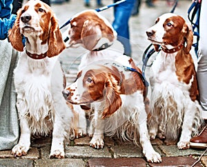 Several beautiful young English Cocker spaniels. The color is white-red. Age 1 year