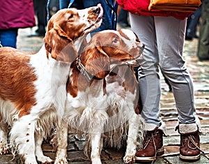 Several beautiful young English Cocker spaniels. The color is white-red. Age 1 year