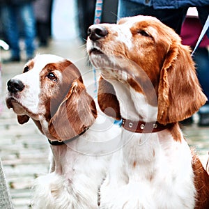 Several beautiful young English Cocker spaniels. The color is white-red. Age 1 year