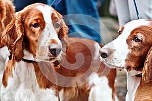 Several beautiful young English Cocker spaniels. The color is white-red. Age 1 year