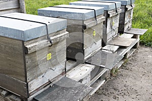 Several beehives with dead bees, bee mortality in spring photo