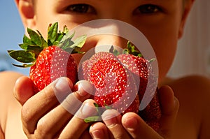 Several big red ripe strawberries in boy's hands