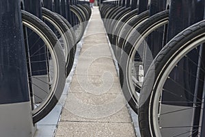 Several bikes parked in rows for rent